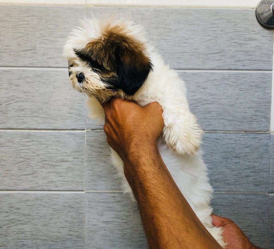 Shihtzu Male Price in Bangalore