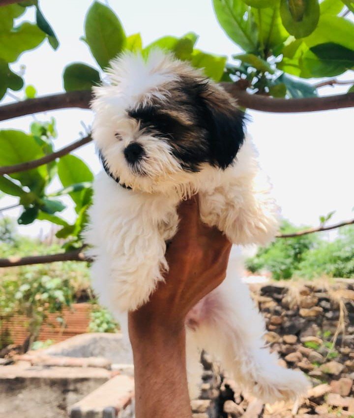 Pure Breed Shihtzu price in Bangalore