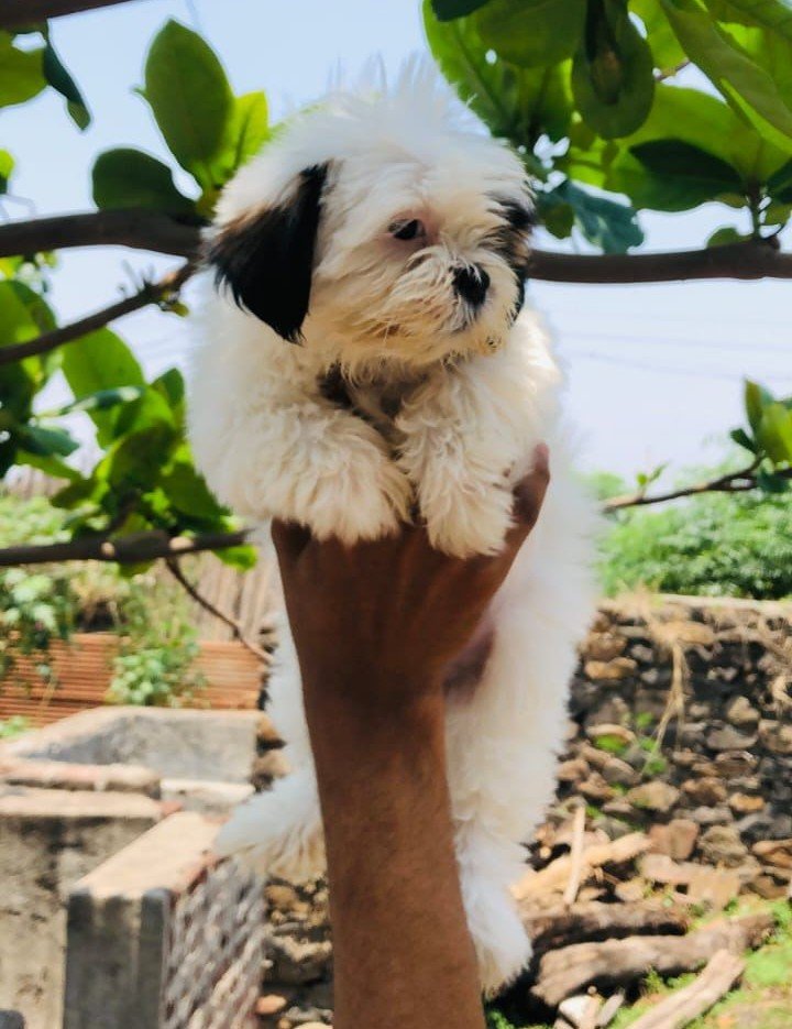 Shihtzu online price in Bangalore