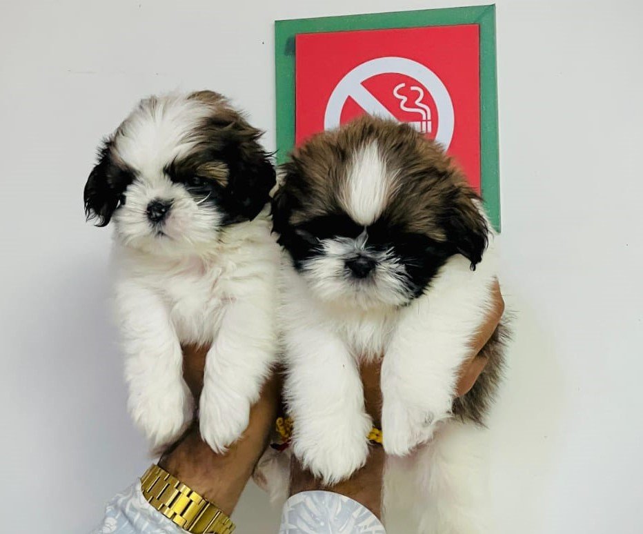 shihtzu price in goa