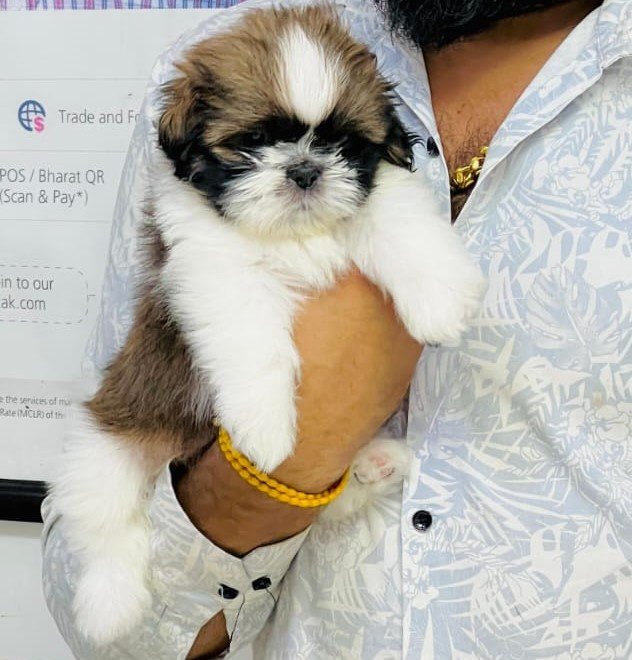 shihtzu male price in goa