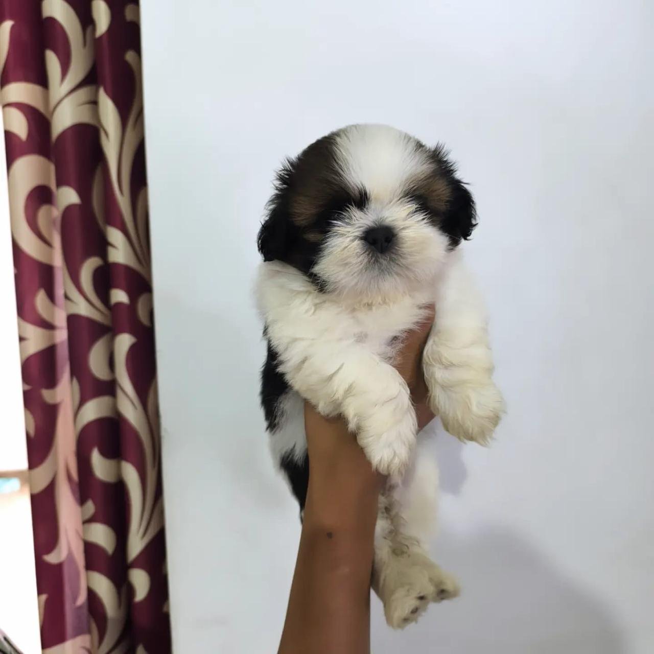 shihtzu for sale price in goa