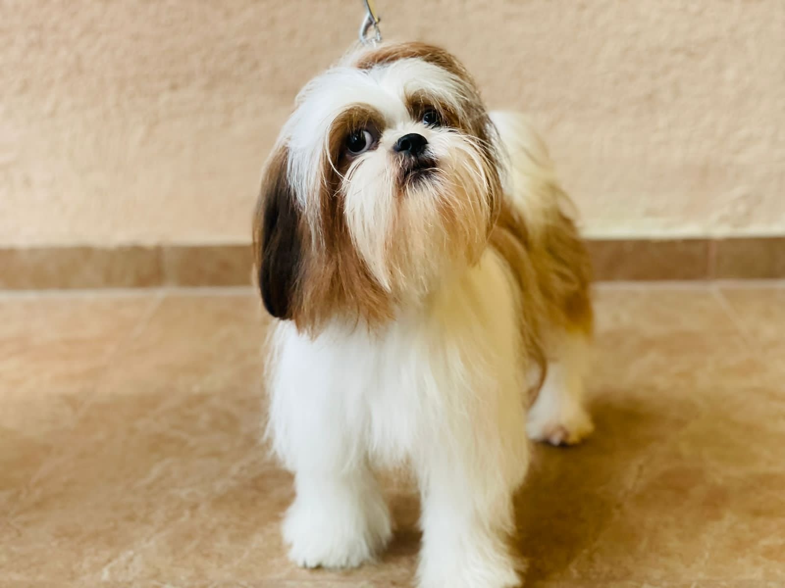 Shihtzu female price in india