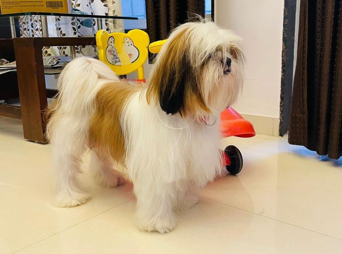 Shihtzu male price in india