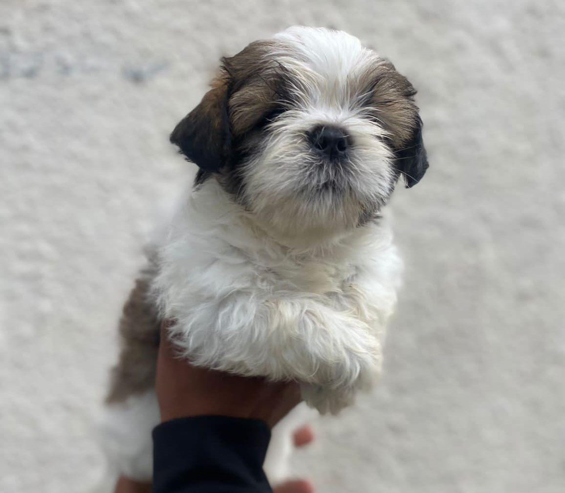 Shihtzu pet shop in india