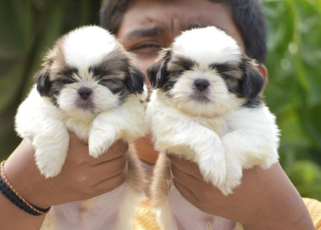 Shihtzu dog breeder in india