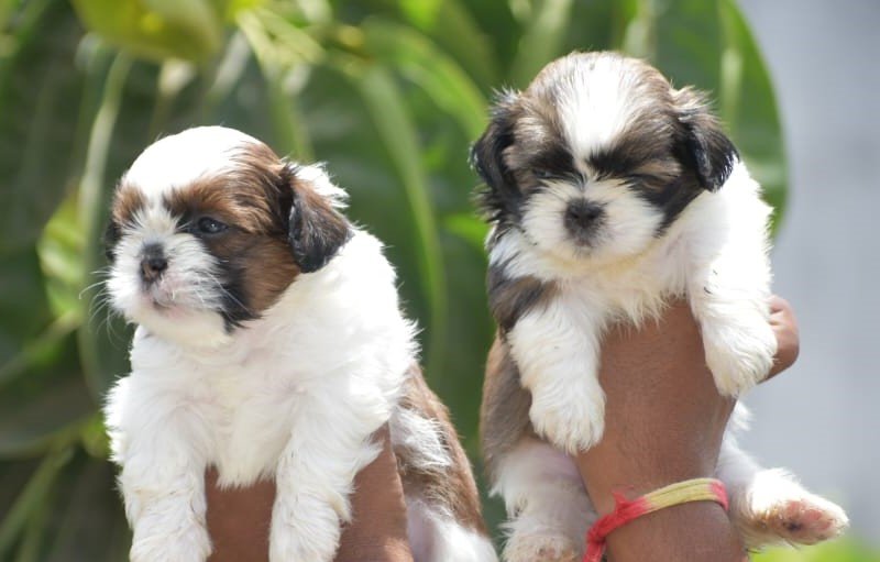 KCI registered Shihtzu price in india