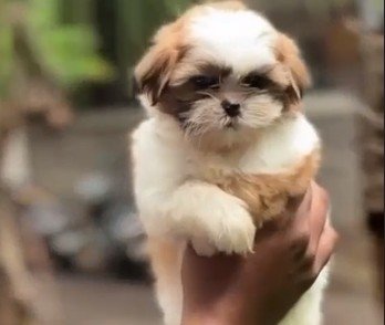 Shihtzu Price In Kolkata