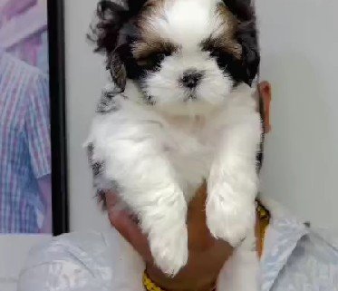 Shihtzu Female price in Kolkata