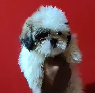 Shihtzu Male Price in Kolkata