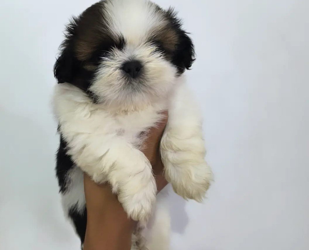 Pure Breed Shihtzu price in Kolkata
