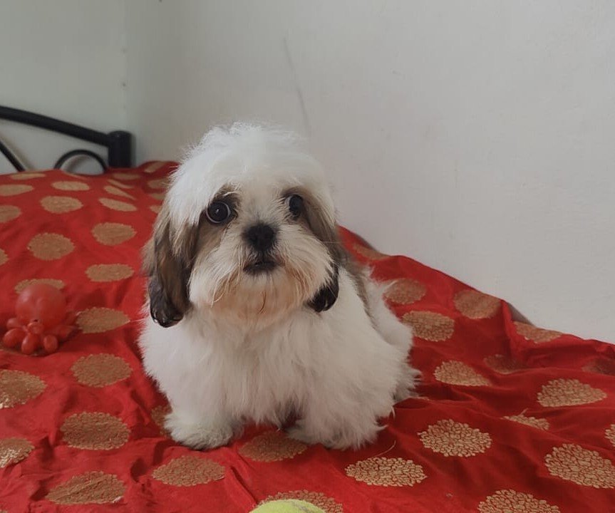 Shihtzu online price in Kolkata
