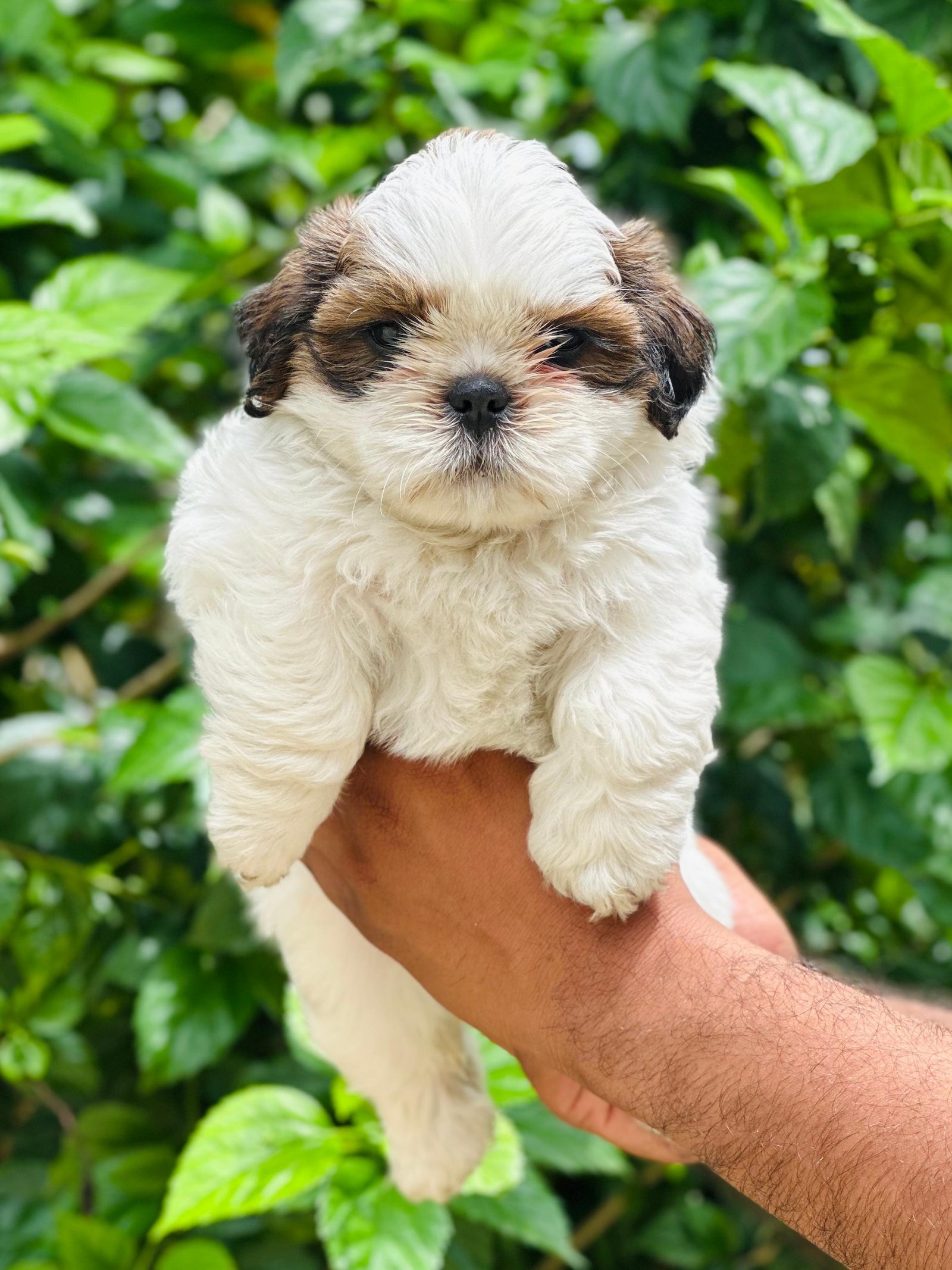 Shihtzu dog price in pune