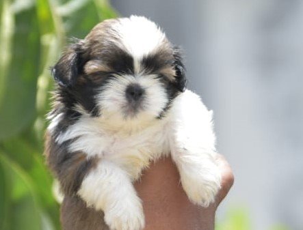 Shihtzu dog breeder in Vizag