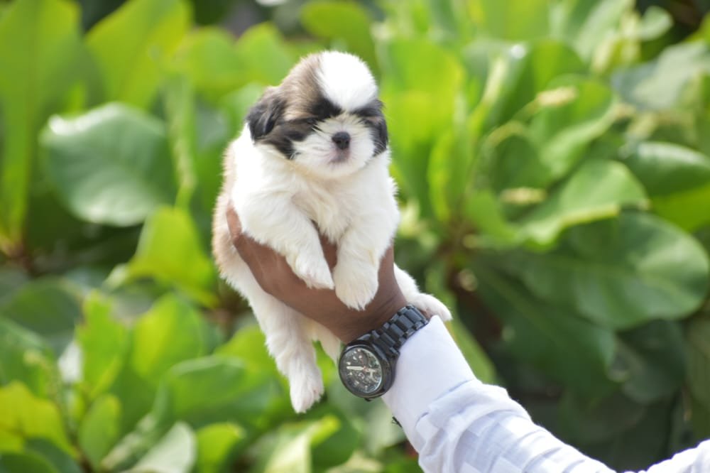 Shihtzu Male Price in Vizag