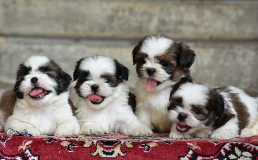 Pure Breed Shihtzu price in Vizag
