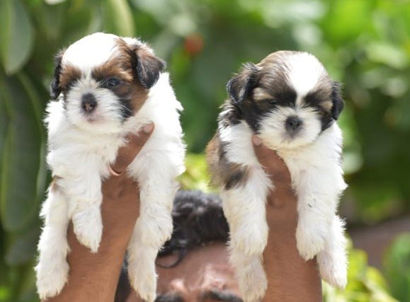 Shihtzu online price in Vizag