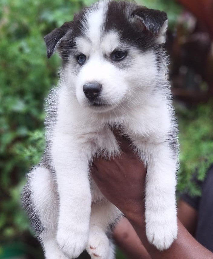 Siberian Husky Price In Ahmedabad