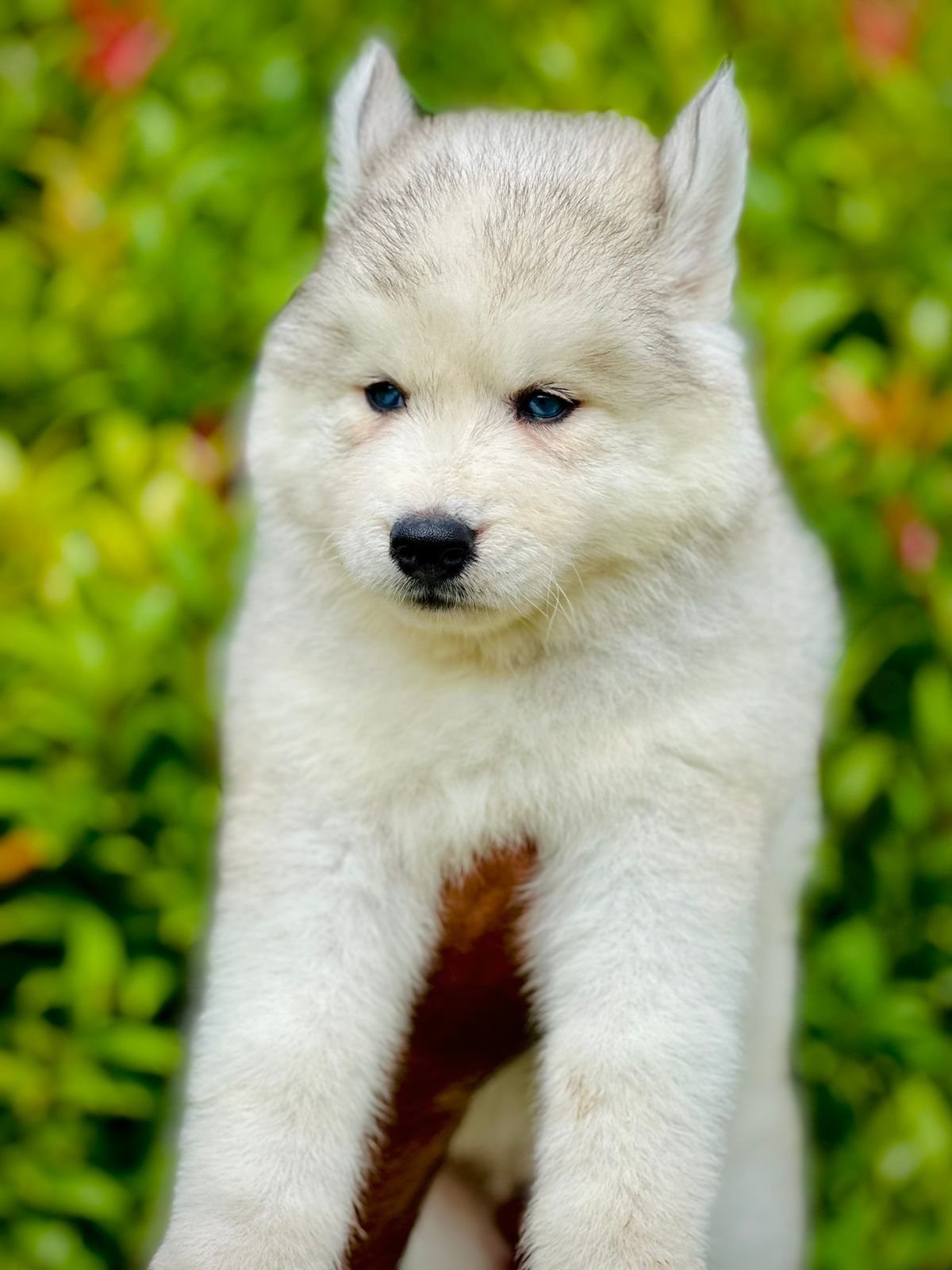 Siberian Husky dog breeder in Ahmedabad