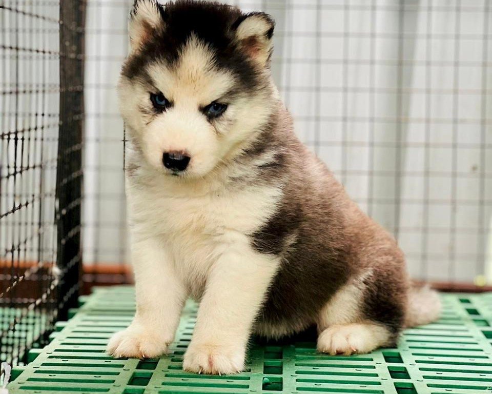 Siberian Husky Female price in Ahmedabad