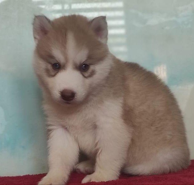 Pure Breed Siberian Husky price in Ahmedabad