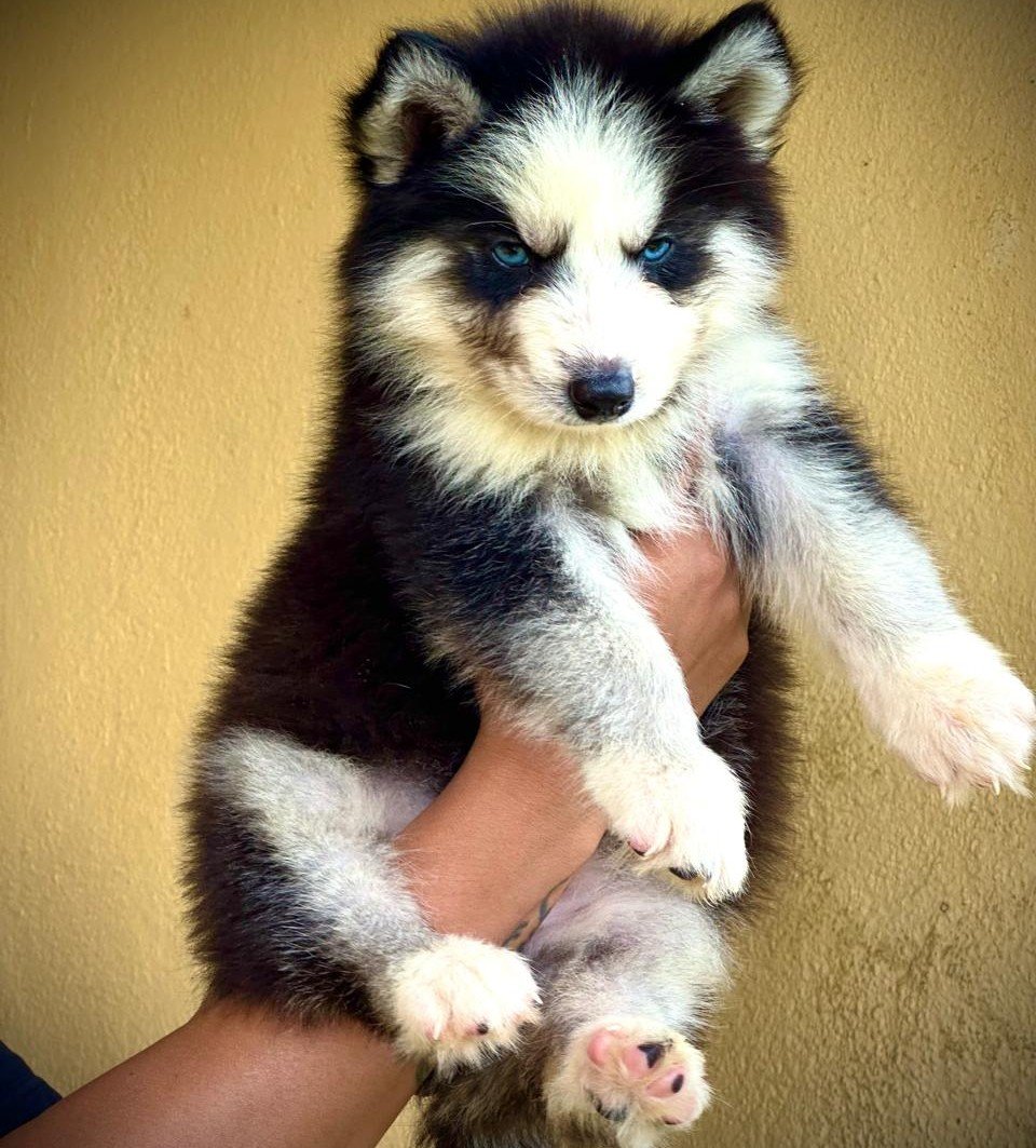Siberian Husky Price In Bangalore