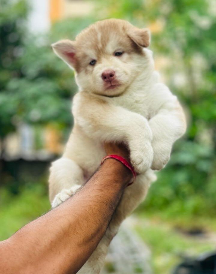 Siberian Husky dog breeder in Bangalore