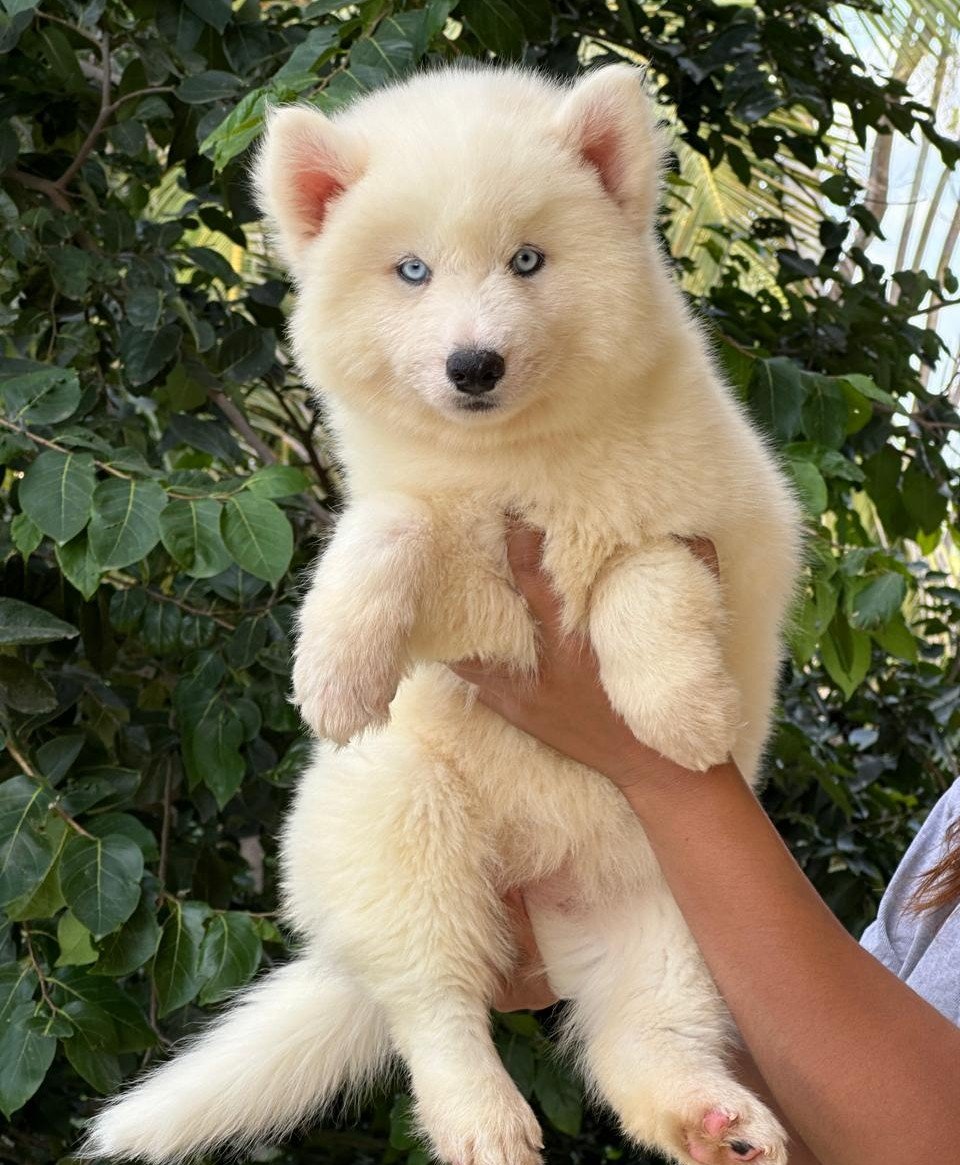 Siberian Husky Female price in Bangalore