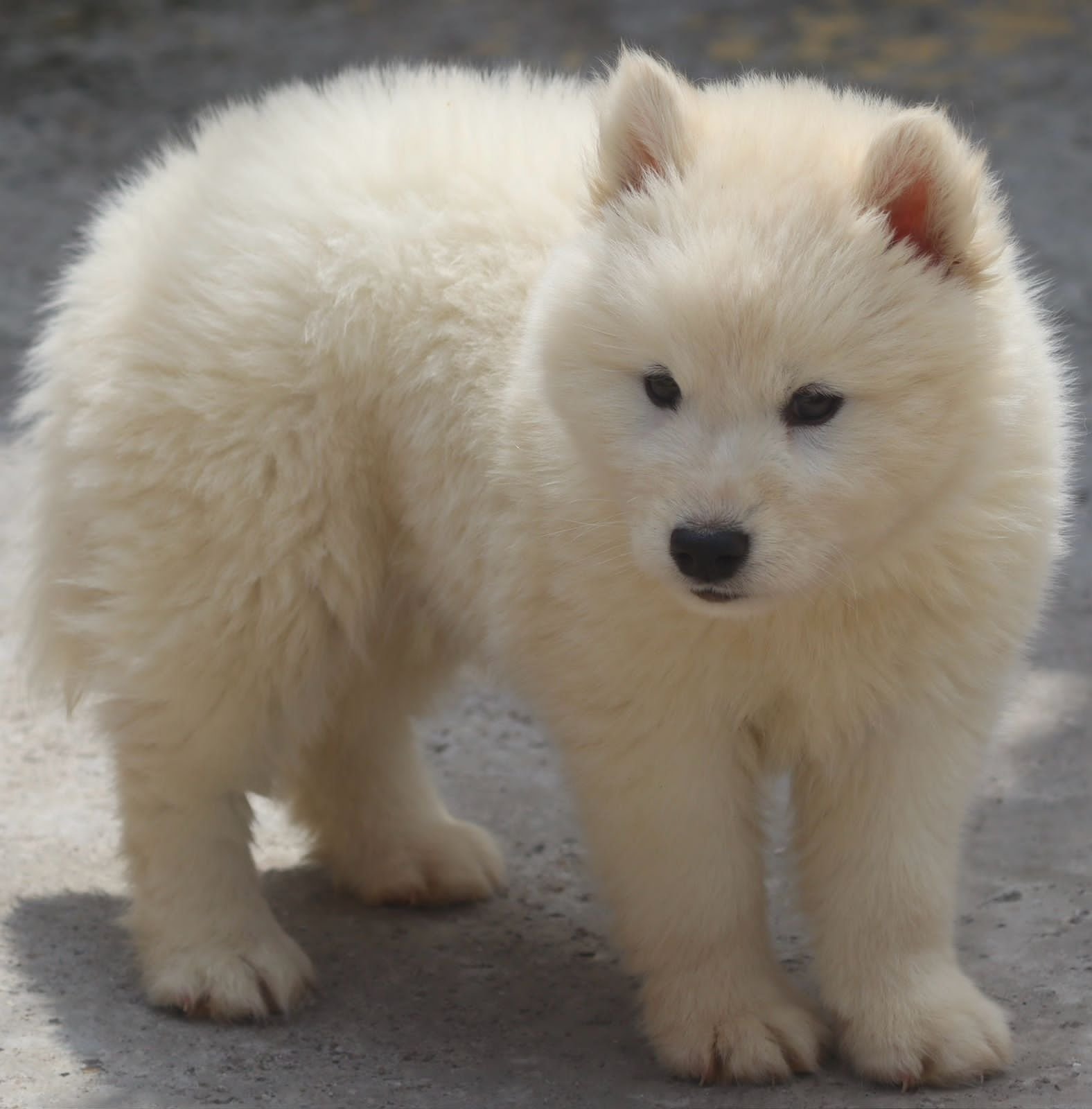 Siberian Husky Male Price in Bangalore