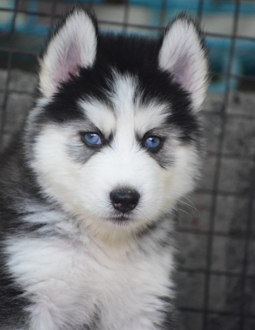 Pure Breed Siberian Husky price in Bangalore