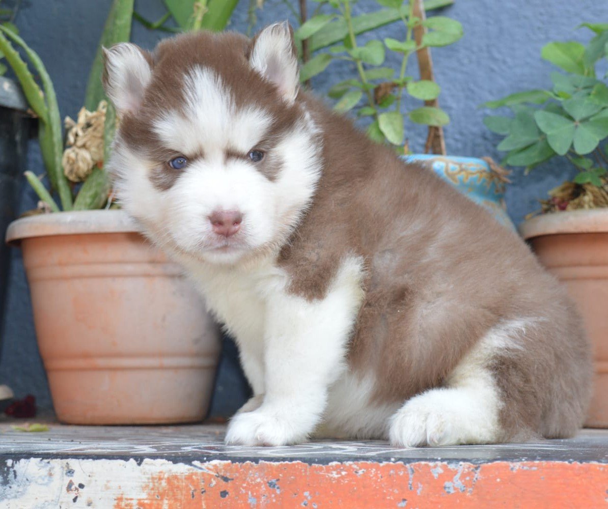 Siberian Husky online price in Bangalore