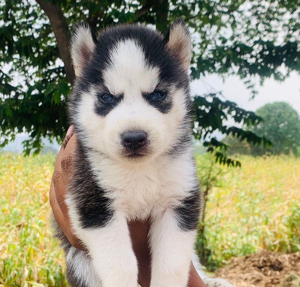 Siberian Husky female price in mumbai