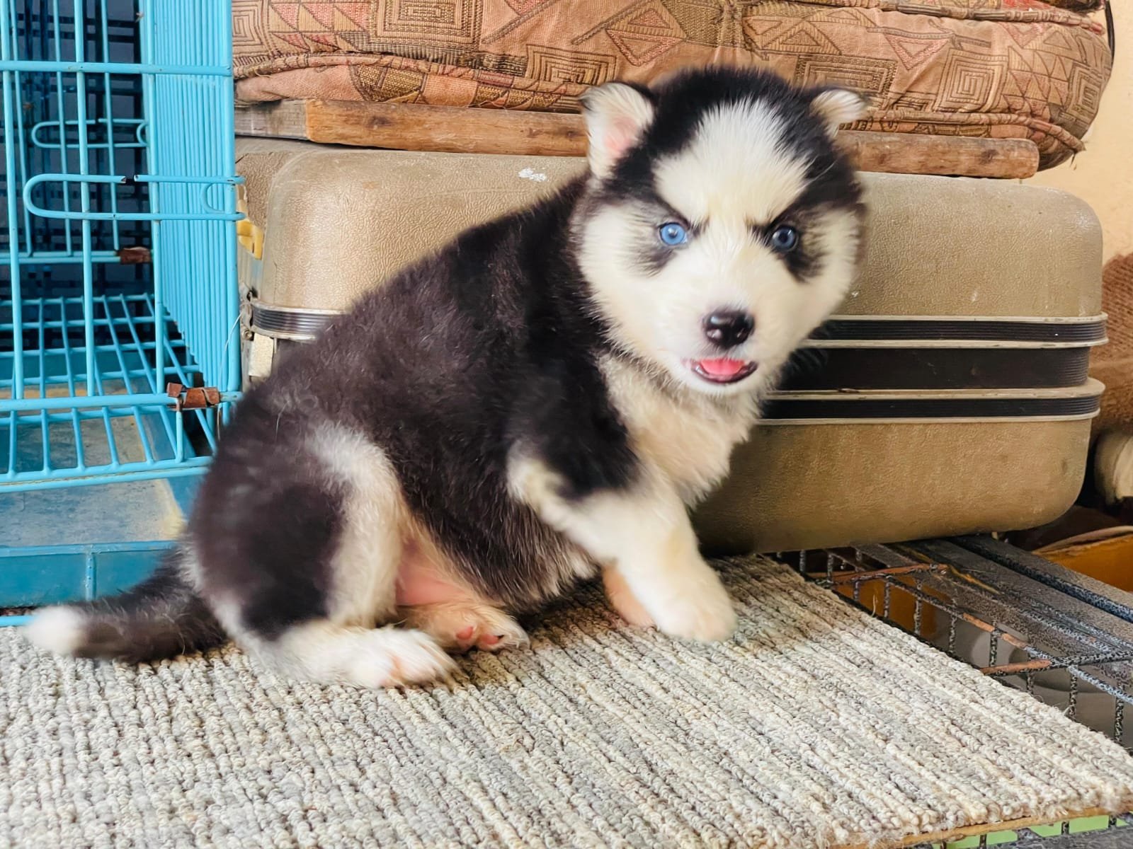 Pure Breed Siberian Husky price in mumbai