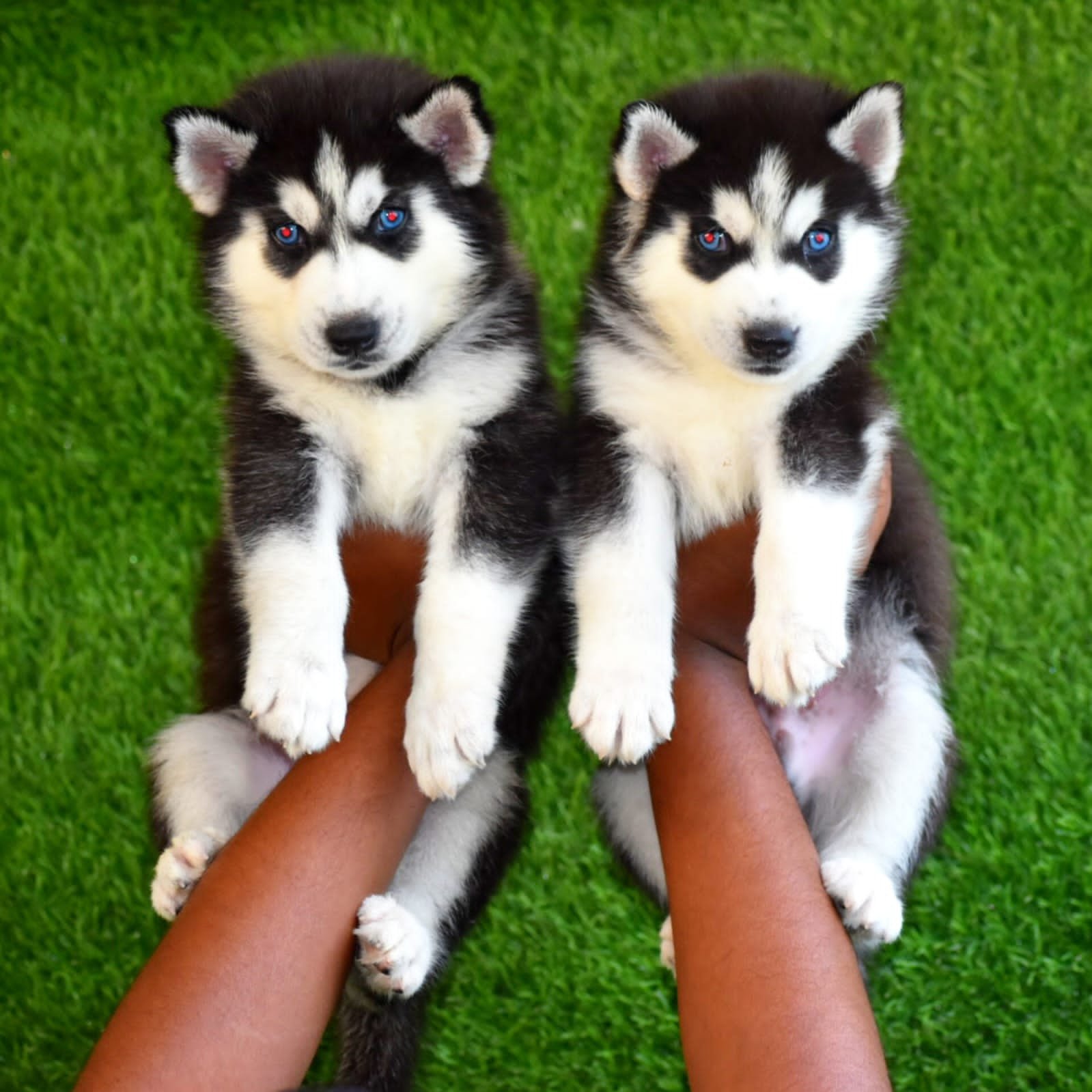 Siberian Husky dog breeder in Chennai