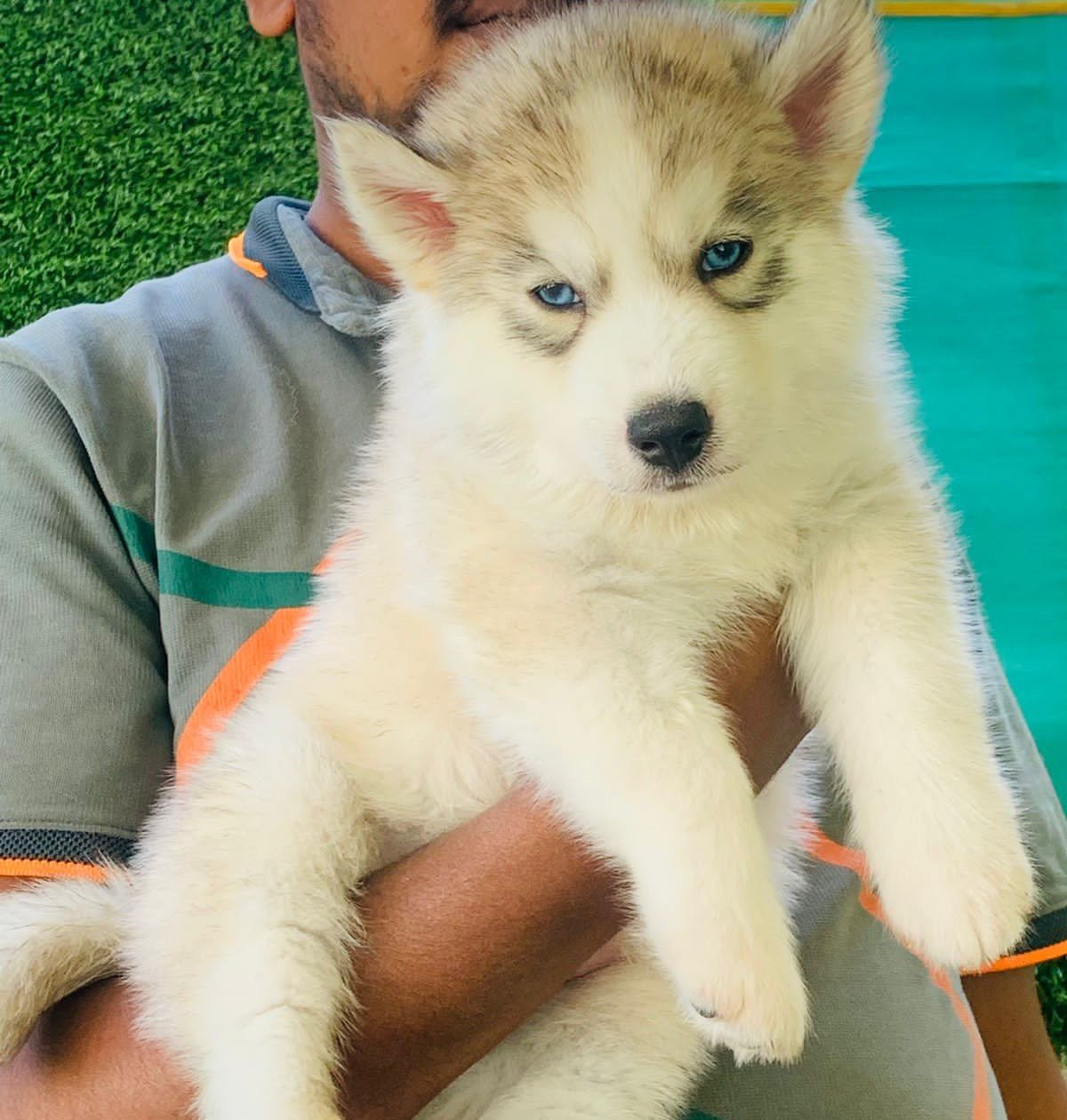 Siberian Husky Female price in Chennai