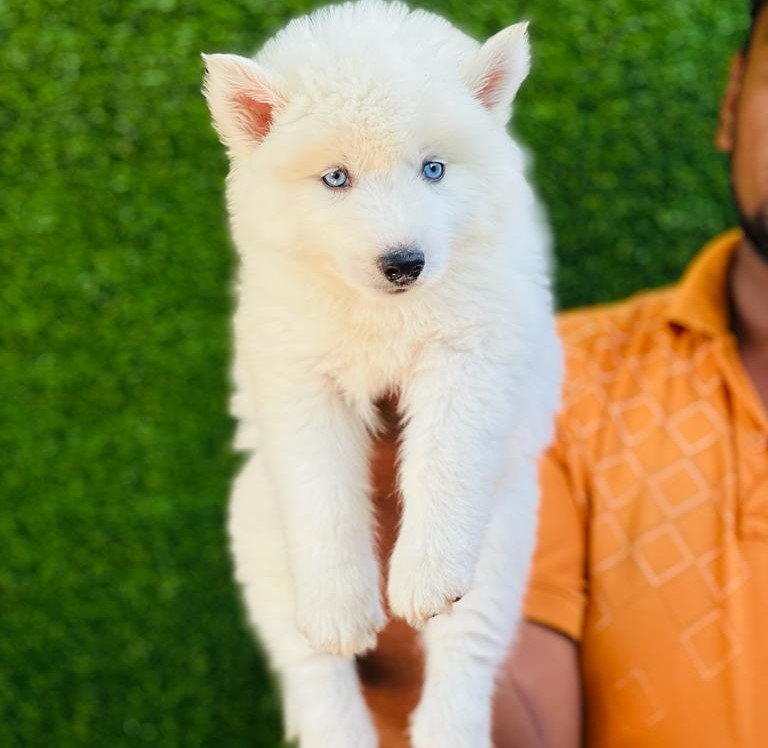 Siberian Husky Male Price in Chennai