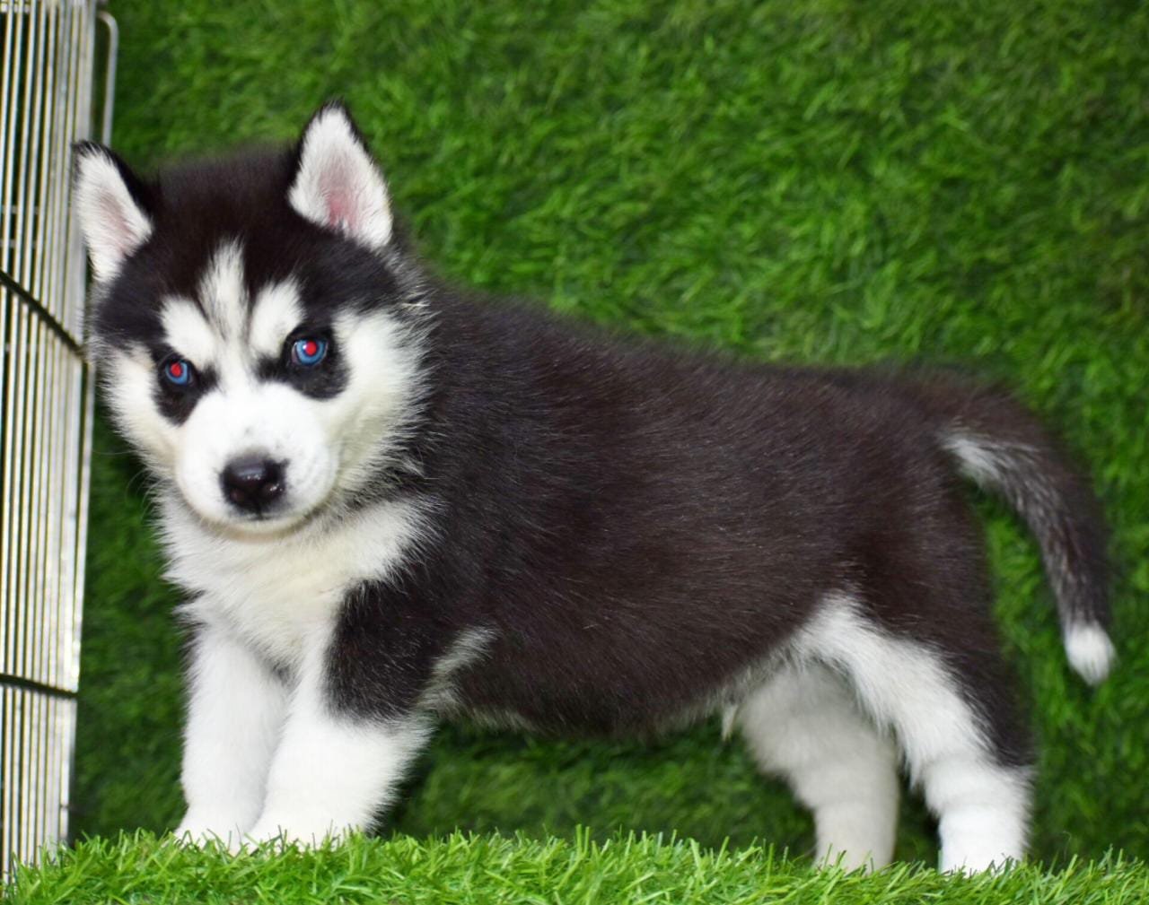 Pure Breed Siberian Husky price in Chennai
