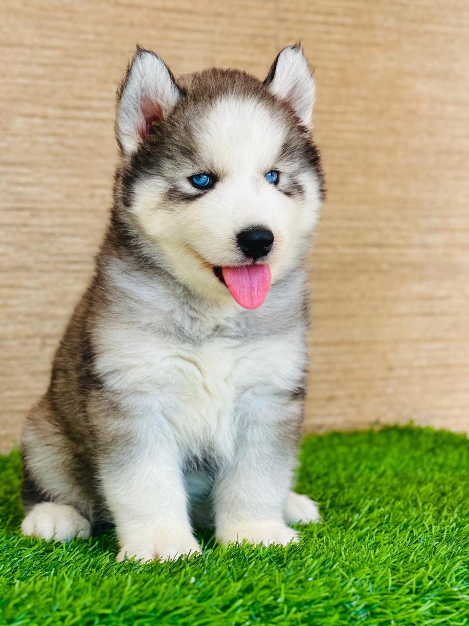 siberian-husky for sale in goa