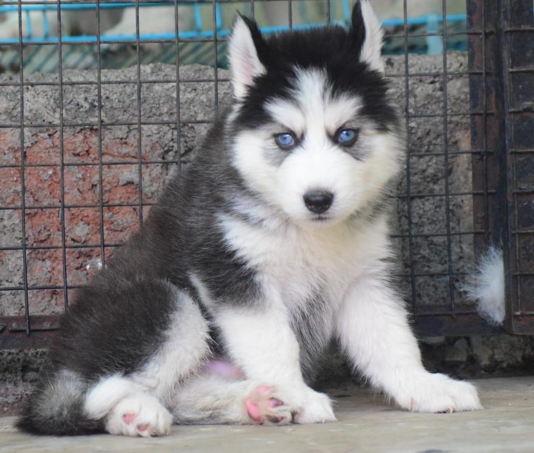 siberian-husky male puppies price in goa
