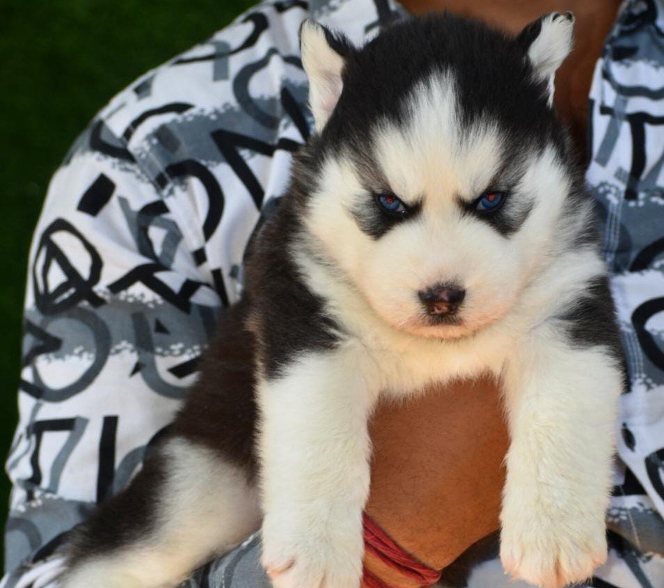 siberian-husky puppies price in goa