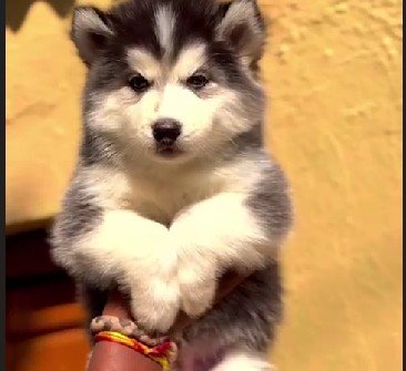 Siberian Husky Price In Hyderabad