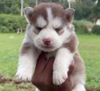 Siberian Husky dog breeder in Hyderabad