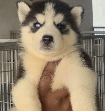 Siberian Husky Male Price in Hyderabad