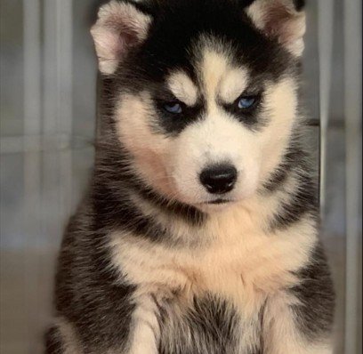 Pure Breed Siberian Husky price in Hyderabad
