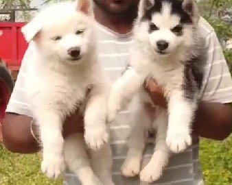 Siberian Husky online price in Hyderabad
