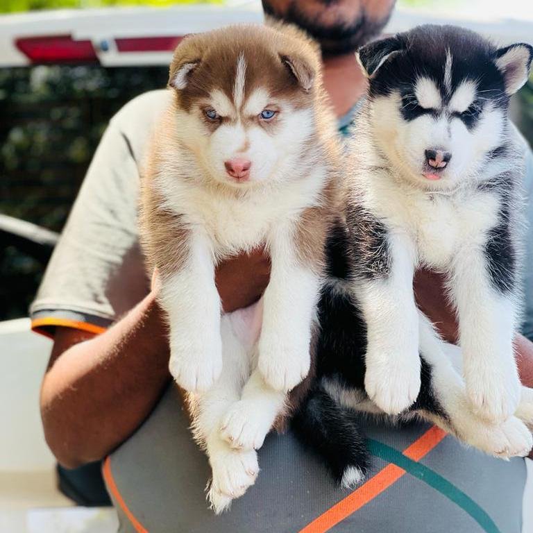  Siberian Husky price in india