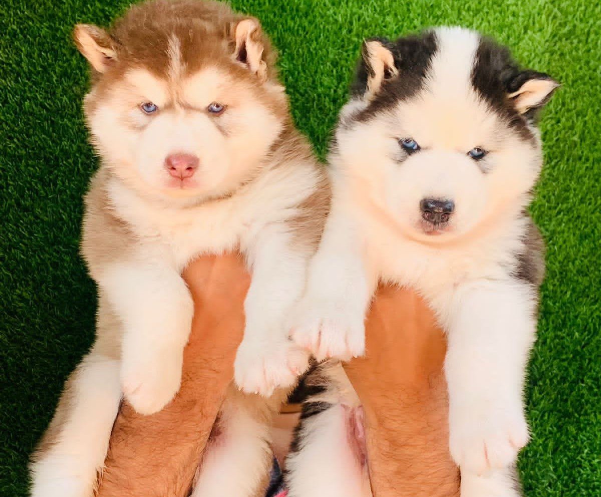  Siberian Husky female price in india