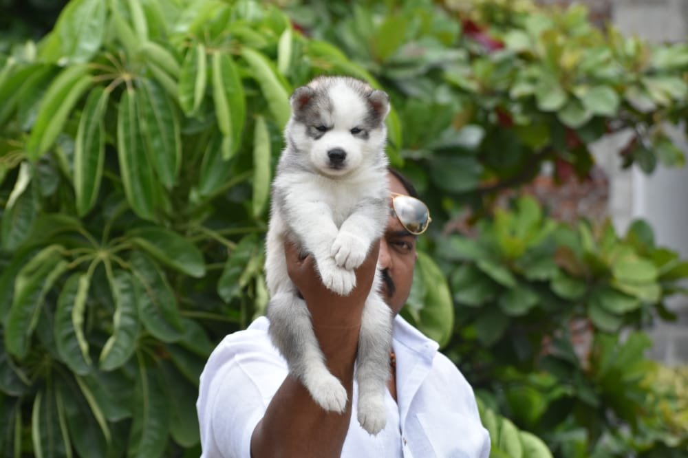  Siberian Husky pet shop in india