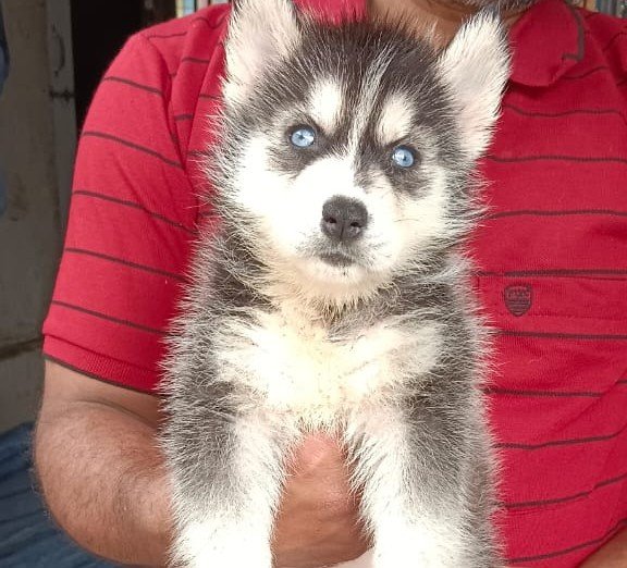 Siberian Husky Price In Kolkata