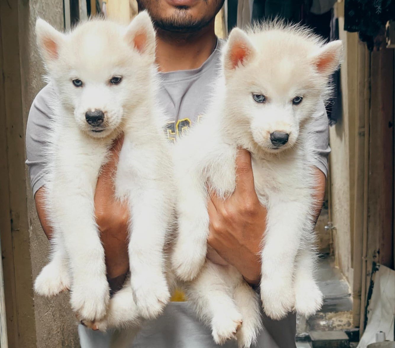 Siberian Husky dog breeder in Kolkata